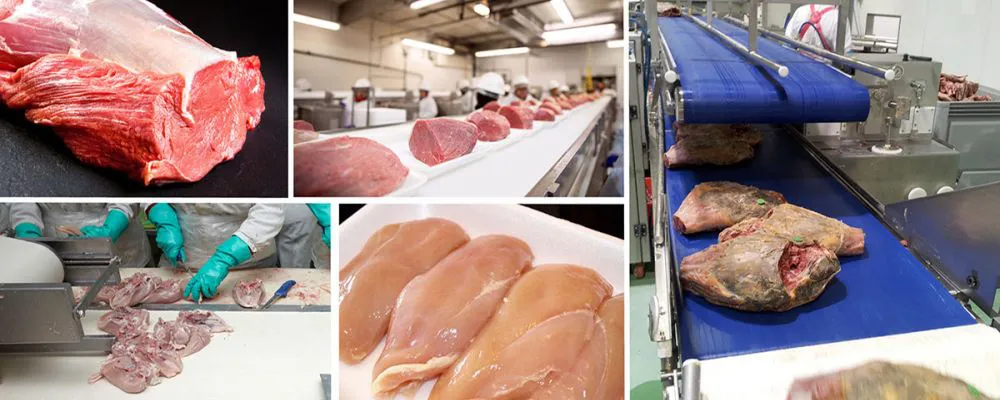 Conveyor Belt for Poultry Industry