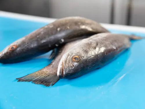 Conveyor Belts for Fish and Seafood