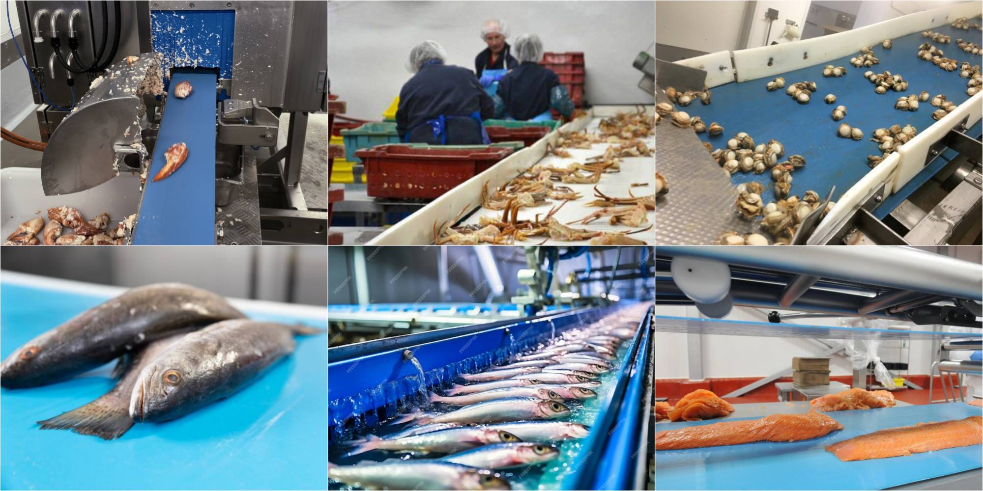 Conveyor Belts for Fish and Seafood Inbelts Belt Technology